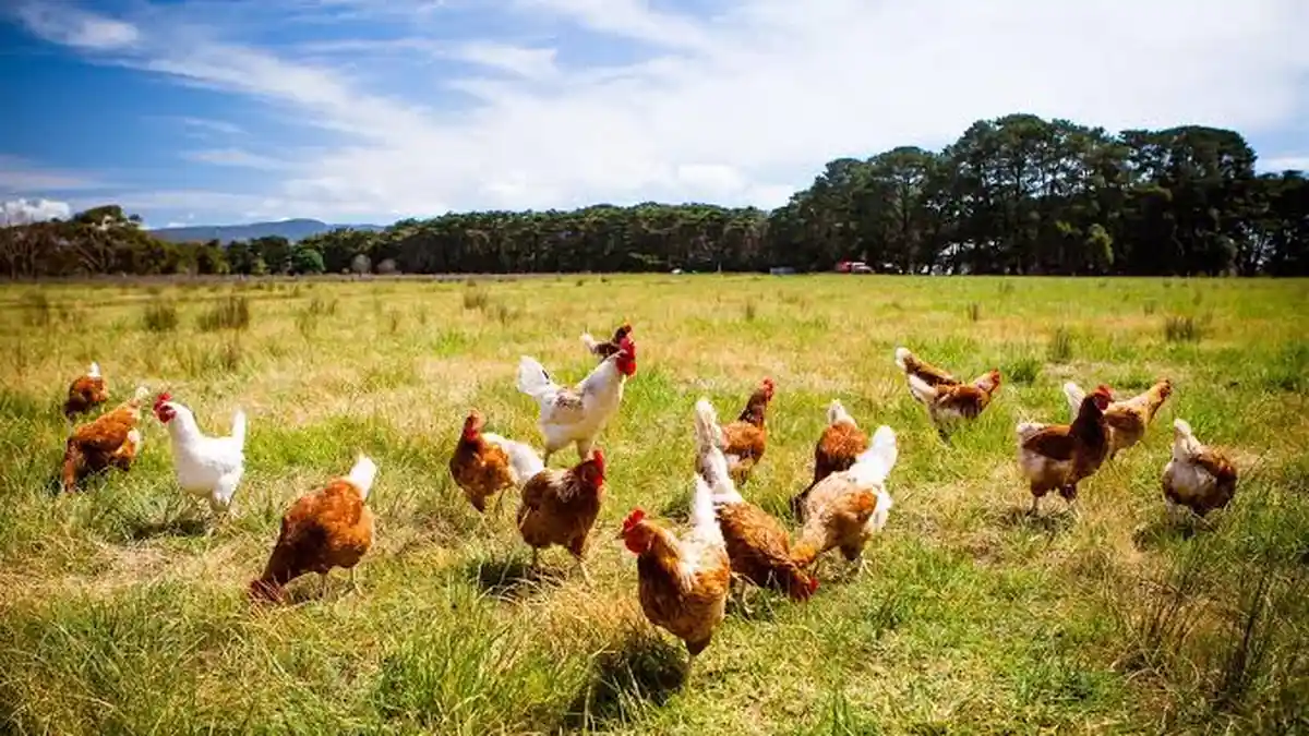 Salah Baca Iklan Lelang, Pria di Selandia Baru Mendapat 1.000 Ayam dengan Harga Rp 21 Ribu