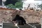 Pengerjaan RPTRA Dan RTH Kalijodo