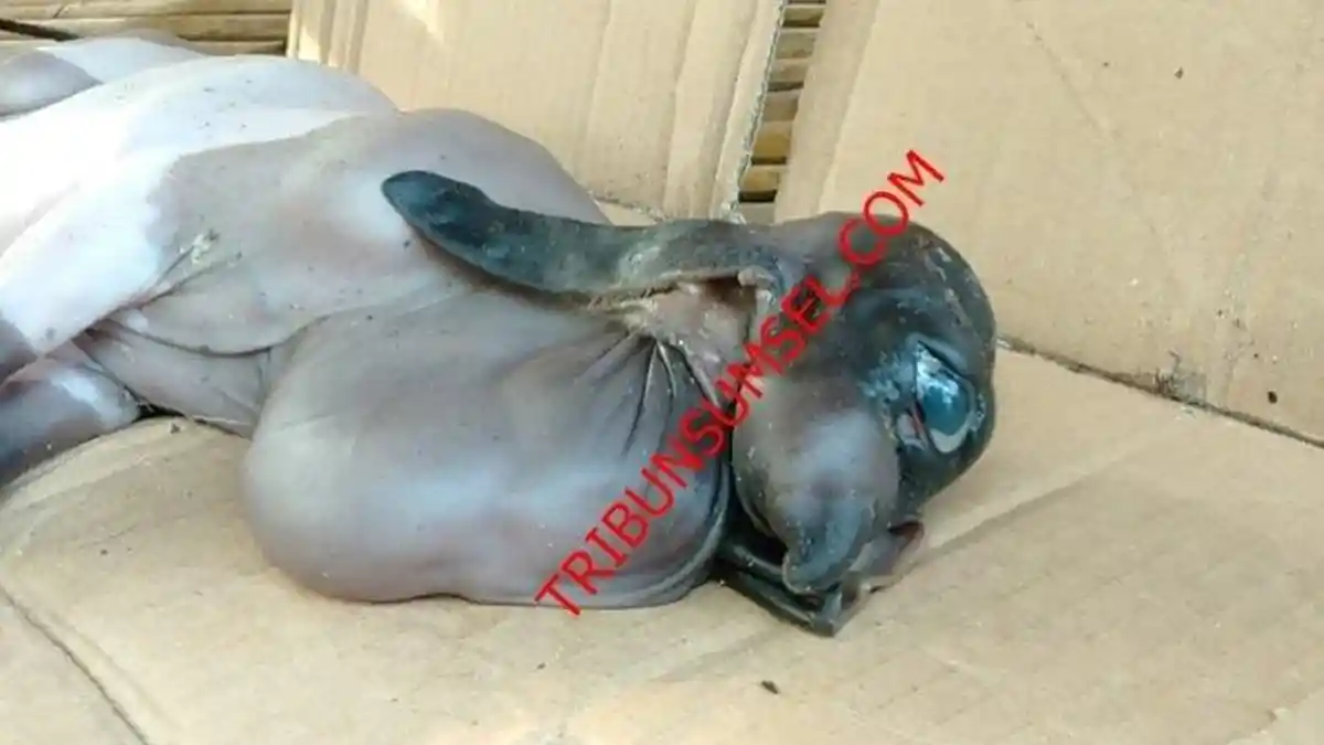 Anak Kambing Bermata Satu dan Bermuka Menyeramkan Bikin Geger OKU Selatan, Ini Penampakannya