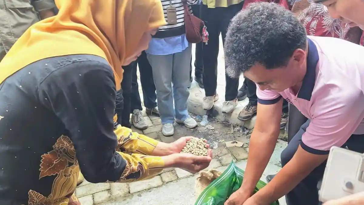 Cita Rasa Kopi Spesialti Java Ijen Raung Bondowoso Diekspor ke Taiwan