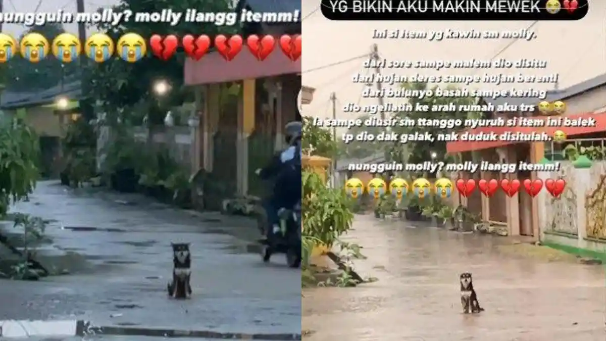 SETIANYA Anjing Ini, Tunggu Pasangannya yang Hilang, Tak Peduli Panas dan Hujan, Endingnya Haru