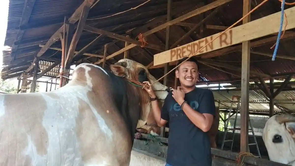 Sapi Kurban Presiden Joko Widodo untuk Masyarakat Palembang Berat 1,1 Ton, Ini Jenis dan Bentuknya