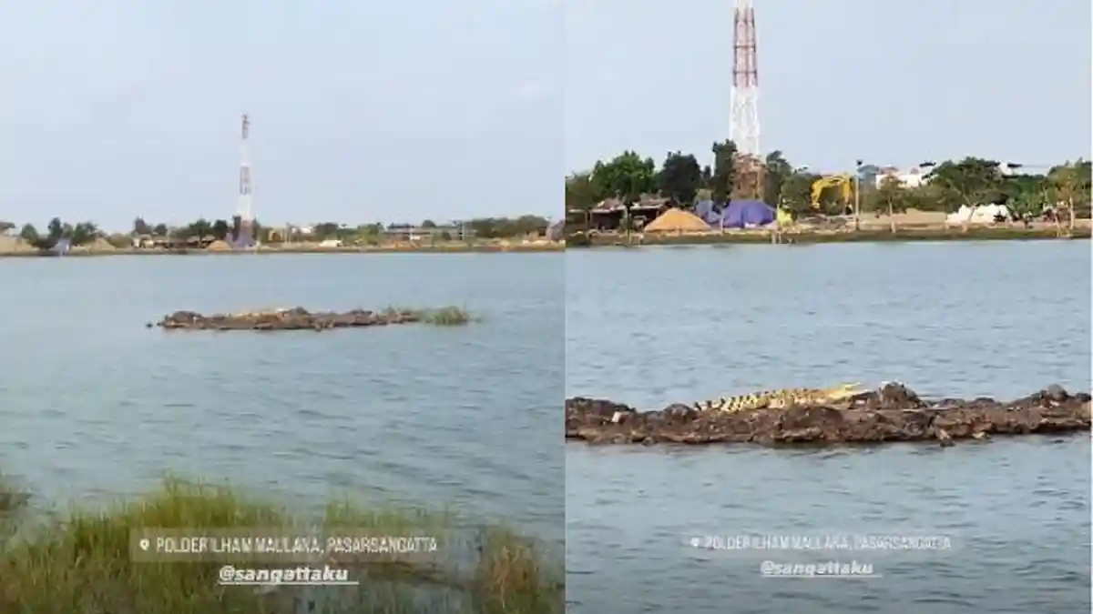 Viral Buaya Berjemur di Polder Ilham Maulana Sangatta Kutai Timur