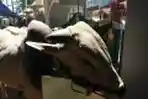 Potong Hewan Kurban Peringati Hari Raya Idul Adha 1434 H