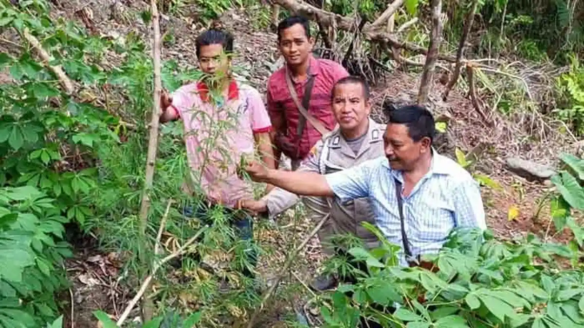 Tanam dan Mabuk Ganja di Kebun Miliknya, OI Digiring Polisi
