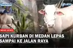 Hewan-Kurban-di-Medan-Lepas-dan-Berlari-Panitia-Panik-Kejar-Sapi-Sampai-ke-Jalan-Raya.jpg