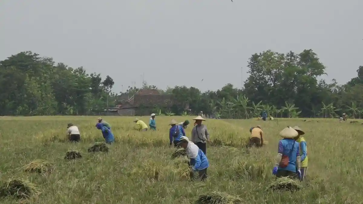 353 hektare Sawah di Jateng Diserang Hama Tikus Akibat Kemarau, Terluas Pemalang - Tribunjateng.com