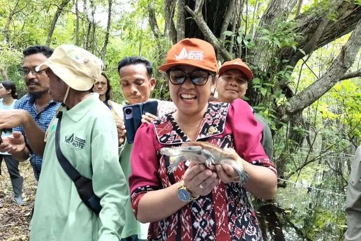 Rumah Tetap Untuk Kura-Kura Leher Ular Rote