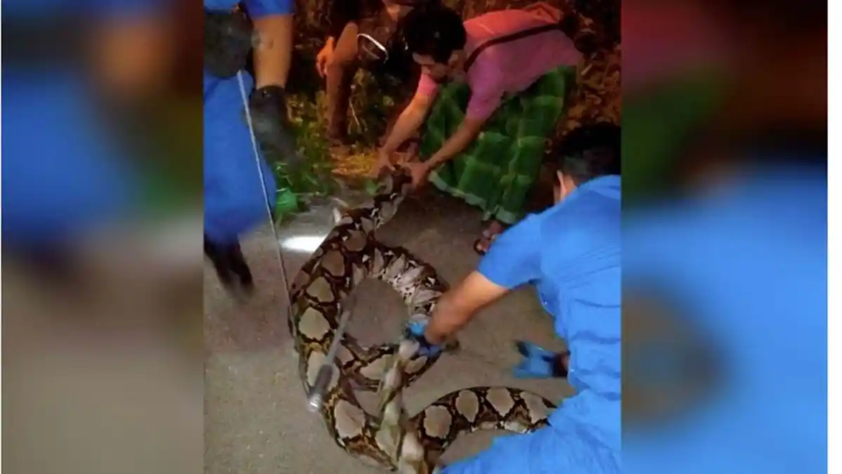 3 Petugas Perempuan Ini Berjibaku Tangkap Ular Piton 10 Meter yang Sudah Makan 10 Ekor Ayam