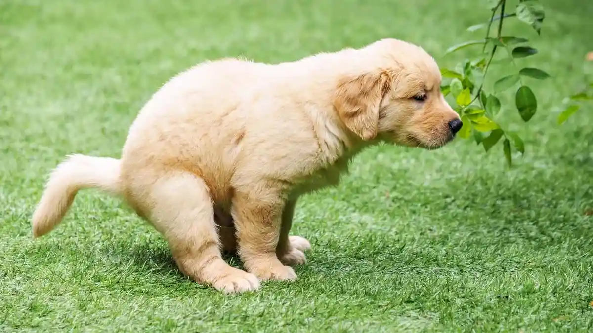 5 Arti Mimpi Kotoran Anjing Menurut Primbon Jawa, Ada Keuntungan Finansial Segera Datang