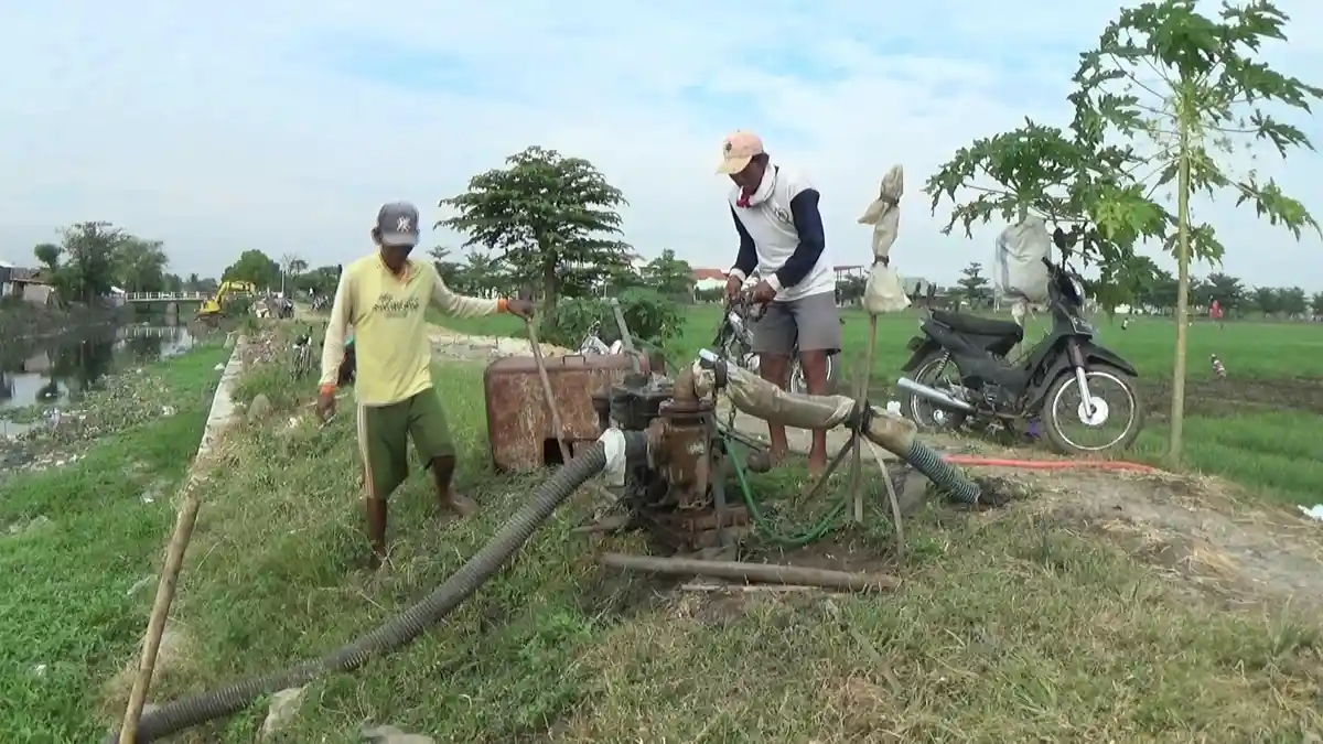 Duh, Petani Bawang di Brebes Terpaksa Pakai Air Comberan untuk Sirami Tanamannya, Hasilnya . . .