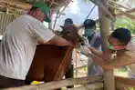 KURBAN-Kepala-Disnakkan-Bondowoso.jpg