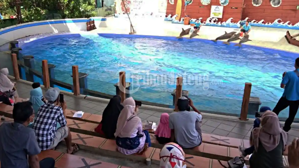 Dua Kali Evaluasi, Akhirnya Taman Safari Batang Dolphin Center Resmi Buka