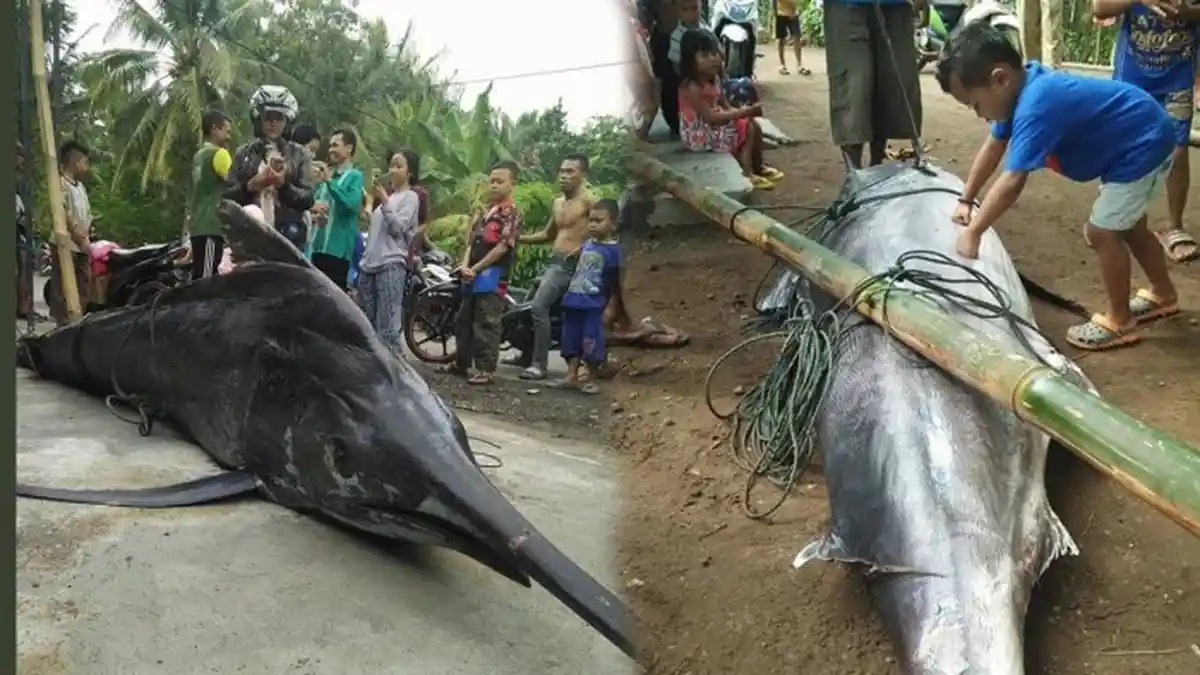 Ikan Caroang Sebenarnya Tak Beracun, Tapi Ini yang Membuat Berbahaya & Membunuh Nelayan Pangandaran