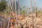 karhutla-di-Hoder.jpg
