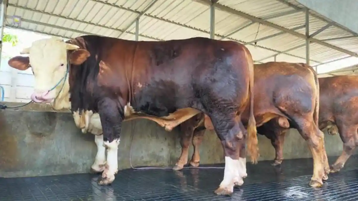 Tiga Rekomendasi Sapi di Tulungagung untuk Hewan Kurban Presiden ...