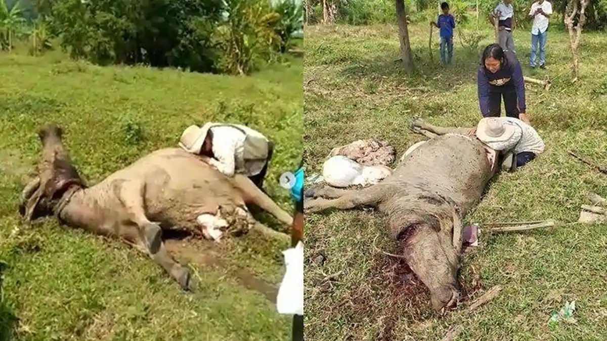 HEBOH 9 Kerbau Ditemukan Sudah Disembelih Tersisa Kulit dan Jeroan, Ternyata 5 Orang Ini Pelakunya