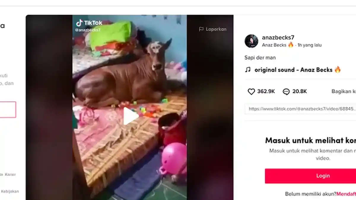 Video Sapi 'Pedro' Asyik Tiduran di Kasur Empuk dalam Kamar Viral dan Heboh, Begini Fakta Sebenarnya
