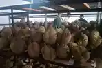 Durian-hingga-Kelapa-Parigi-Moutong-Berpeluang-Tembus-Pasar-Internasional.jpg