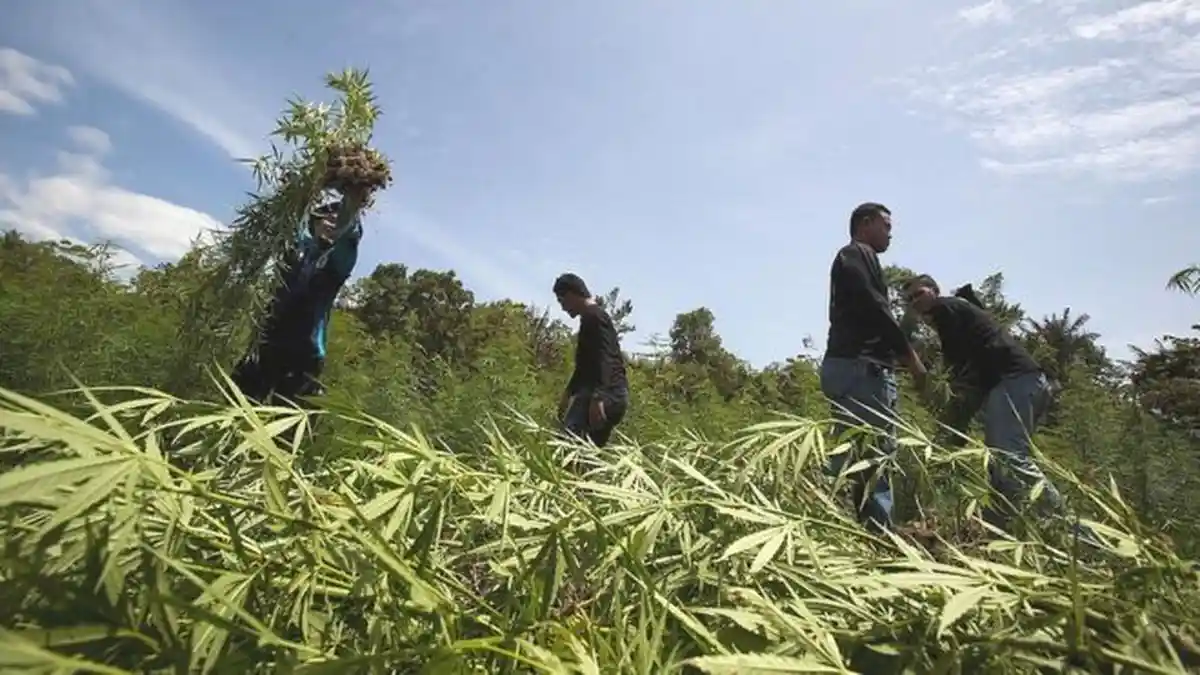 Aparat Sita 1,5 Ton Ganja Tujuh Pengedar Narkotika Ditangkap