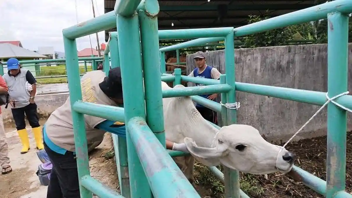 1.200 Sapi di Padang Sudah Divaksin PMK, Distan Mulai Bidik Sapi TPA Air Dingin