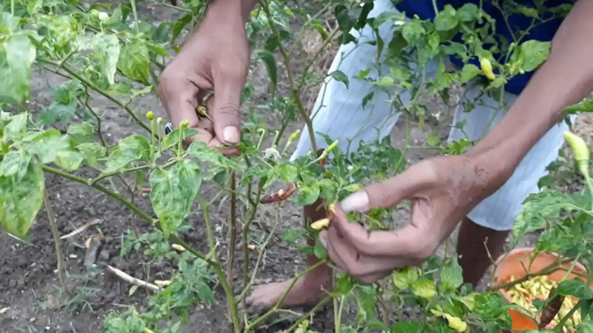 Tanaman Cabai Terserang Penyakit Cacar, Petani di Sampang Merugi