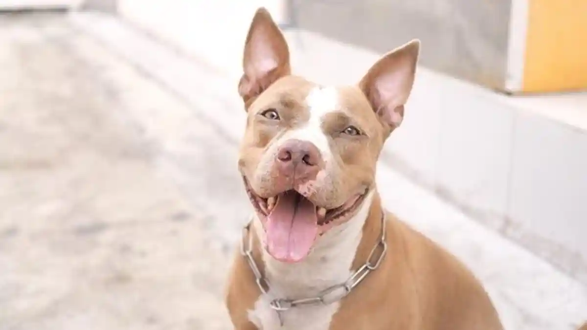 Arti Mimpi Digigit Anjing Menurut Primbon Jawa, Pertanda Ada Trauma Masa Kecil Anda