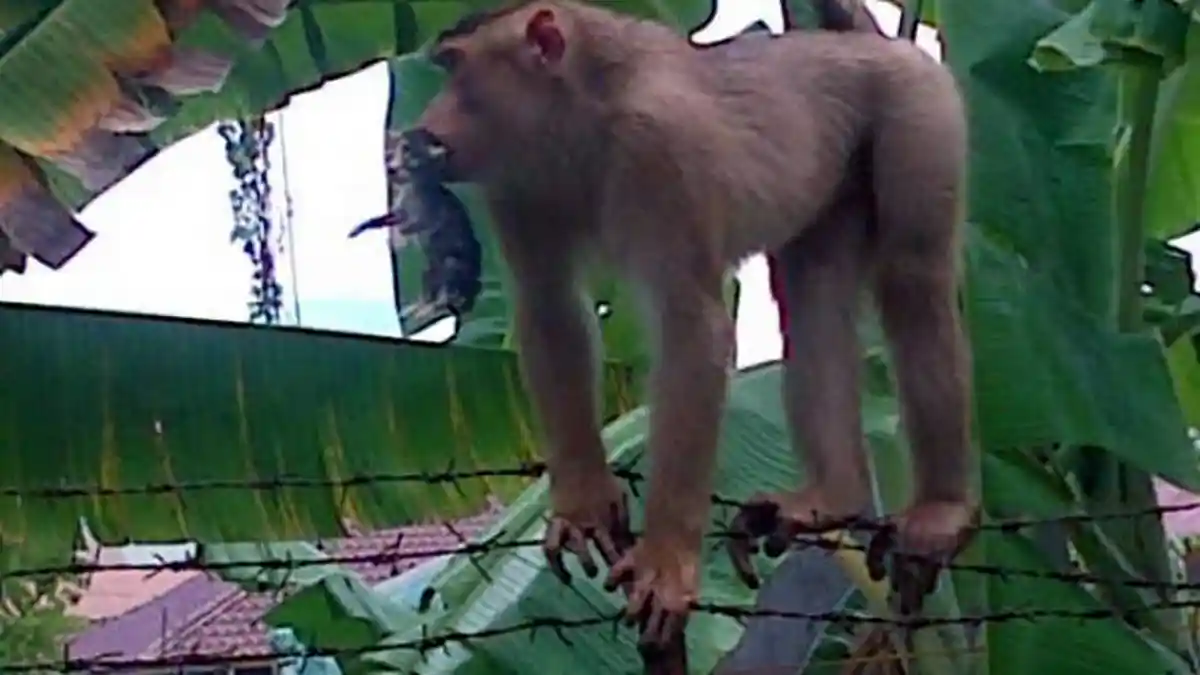 Monyet Memangsa Anak Kucing Resahkan Warga