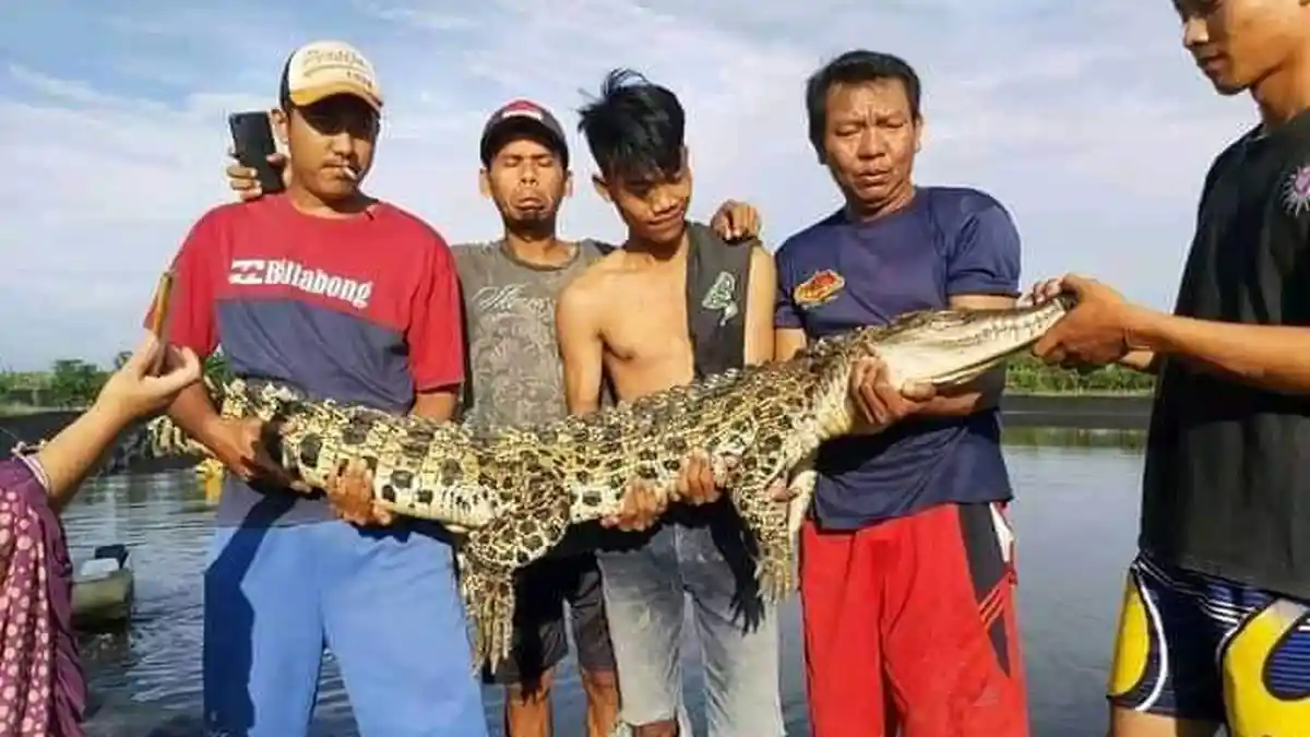 Buaya 2 Meter Terperangkap Jaring Warga Dente Teladas