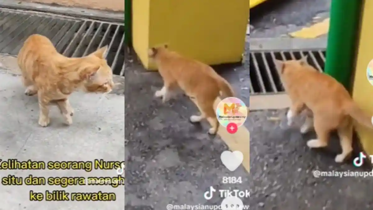 Pintarnya Kucing ini, Datangi Rumah Sakit Dengan Kaki Pincang Minta Diobati, Kelakuan Bak Manusia