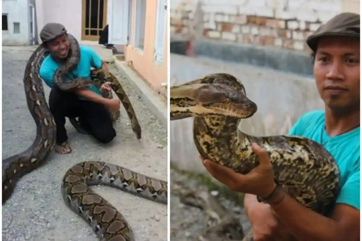 Wow, Memberi Makan 10 Ular Piton Miliknya, Pria Asal Kebumen ini Habiskan Rp3 Juta/Bulan