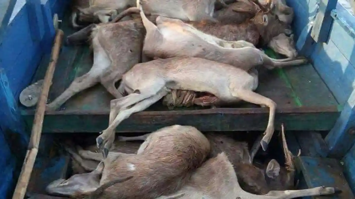 Puluhan Ekor Rusa Diduga Dibantai di Pulau Komodo
