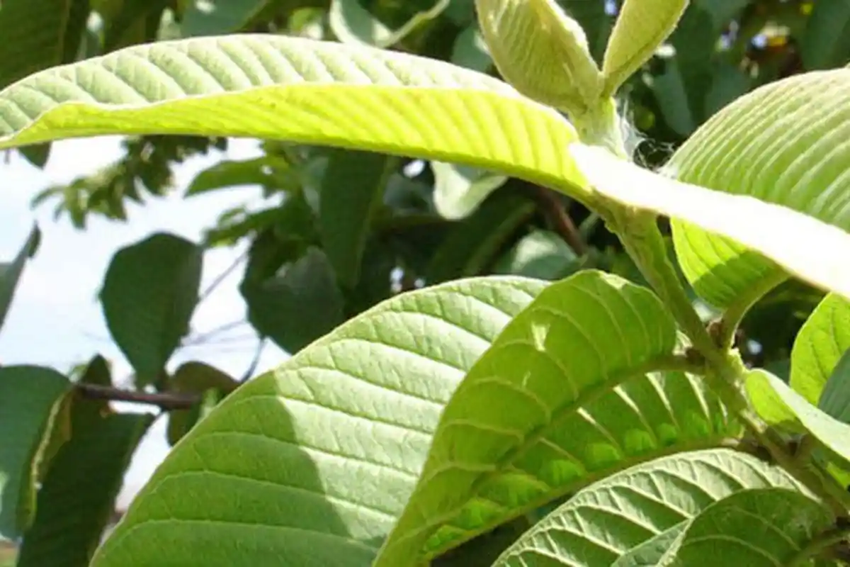 Daun Jambu Biji Bisa Bantu Menyembuhkan Luka? Berikut Penelitiannya