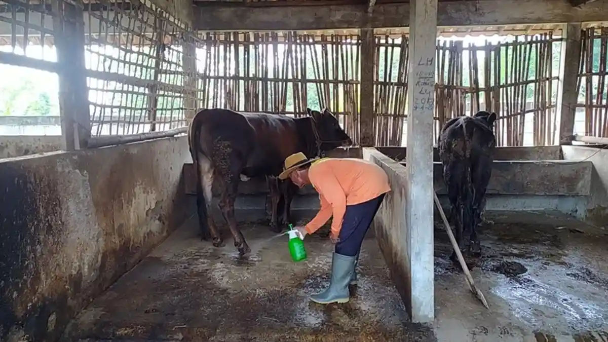 Cairan Mikroba Disemprotkan ke Sapi Terindikasi PMK, Ini Tujuan Dispertan PP Karanganyar