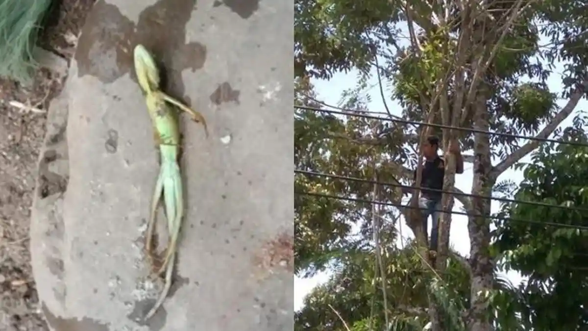 Listrik di OKU Selatan Padam Hingga 3 Jam Karena Kadal Menempel di Kabel dan Plat, Warga Mengeluh