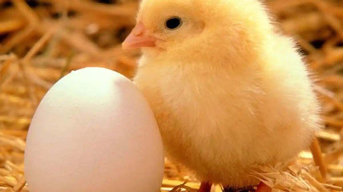 Lebih Dulu Mana, Ayam atau Telur? Begini Penjelasan Dari Al-Qur’an