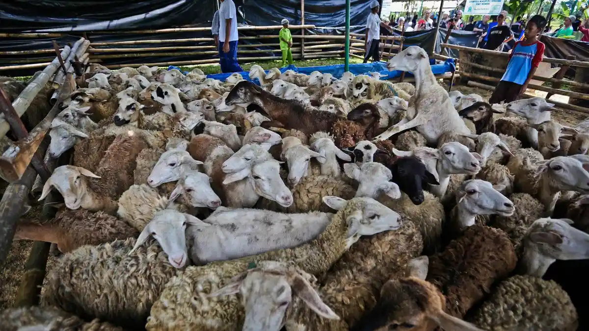 Cara Bikin Kambing Tidak Berontak Saat Mau Disembelih