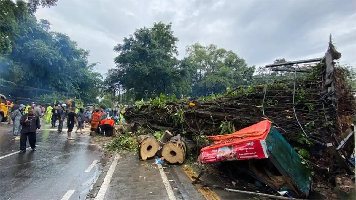 Total Korban yang Tertimpa Pohon Tumbang di Jalan Juanda Bogor, Pengendara Motor Dibawa ke RS PMI