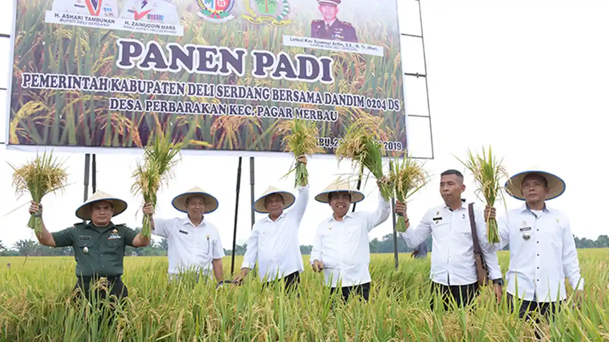 Petani di Sumut Tetap Panen Raya Padi di Tengah Pandemi Covid-19