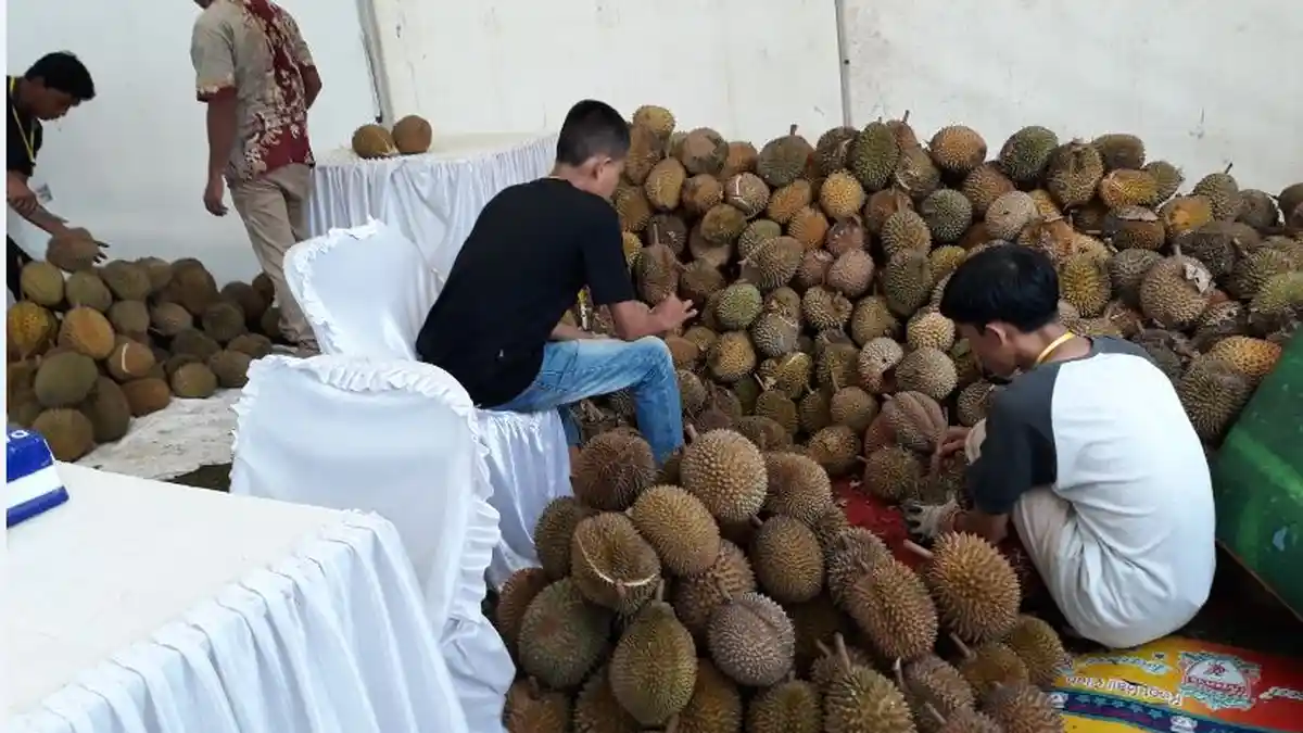 Mulai Sore Ini Makan Durian Sepuasnya di Griya Agung Palembang, Disiapkan 1000 Durian Setiap Hari