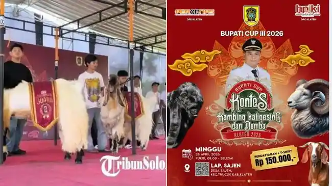Tribun