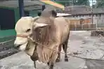 Sapi-milik-peternak-di-Dukuh-Kijilan-Desa-Dompyongan-Kecamatan-Jogonalan-dibeli-Prabowo.jpg