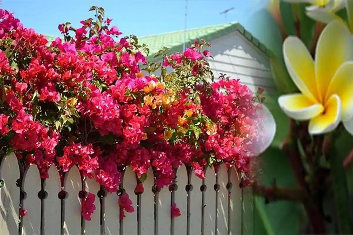 11 Tanaman Hias yang Tak Mudah Layu Saat Teriknya Panas Matahari