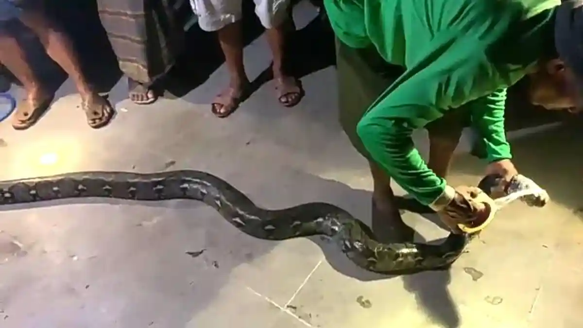 Ke Sungai Ingin Cari Ikan dan Belut, Daman Malah Temukan Ular Sanca Panjang 4 Meter