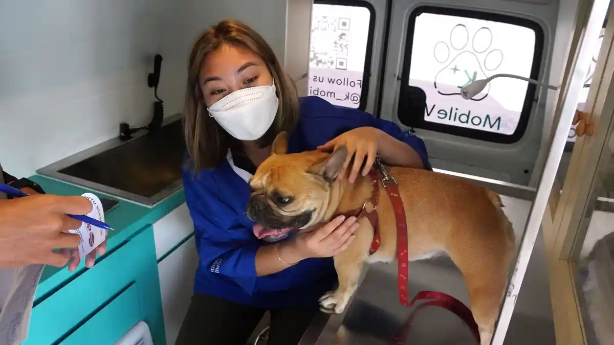 Ada 1527 Kasus Gigitan Hewan Penularan Rabies di DKI Jakarta Selama 2023