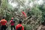 Belasan Rumah Rusak dan Pohon Tumbang di Poncogati Bondowoso Diterjang Cuaca Ekstrem