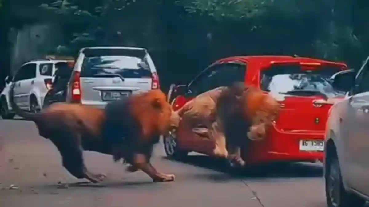 Viral Mobil Diseruduk Singa, Apakah Pemilik Kendaraan Bisa Ajukan Klaim Asuransi?