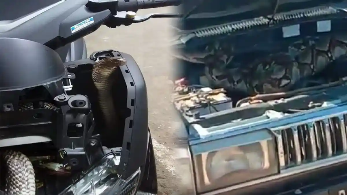 King Kobra di Bodi Yamaha NMAX hingga Ular Piton di Kap Mesin Mobil, Waspadai Tempat Favorit Ular!