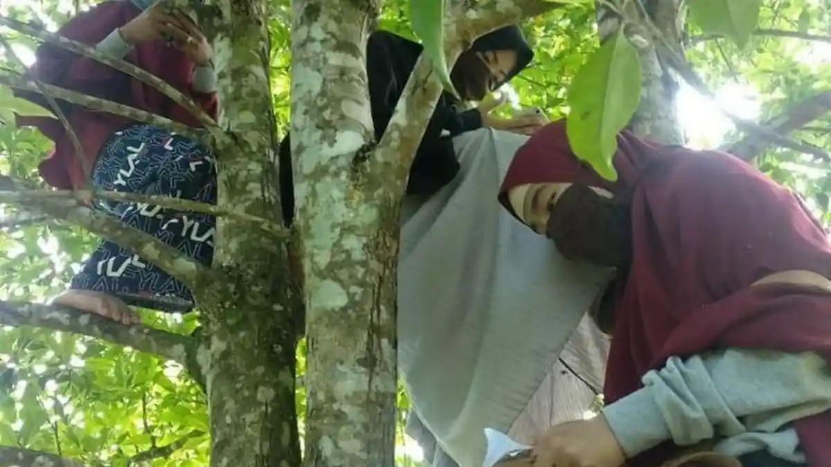 Mahasiswi di Luwu Harus Panjat Pohon di Puncak Bukit demi Kuliah Online, Terkadang Hingga Malam