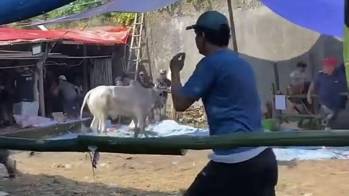 Sapi Kurban di Ledeng Bandung Ngamuk dan Seruduk Warga hingga Terpaksa Dibius
